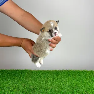 Pembroke Welsh Corgi - Zuro