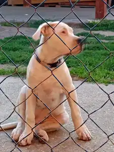 Argentin dog - Aisha Defensa Del Caballero 