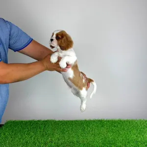 Cavalier King Charles spániel - Pepsi