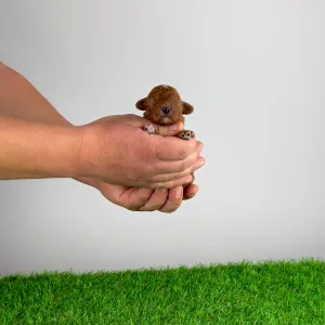 Poodle Miniature - Livio