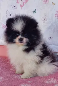 Pomeranian - Dream