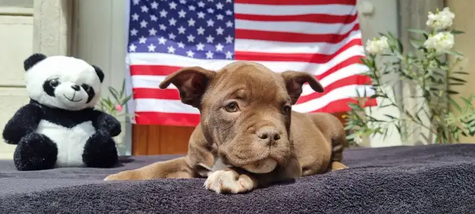 American Bully - Pocket - Csáki