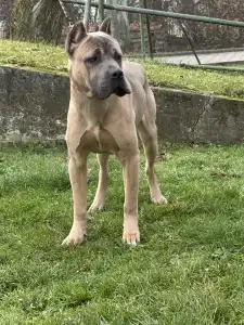 Cane Corso Italiano - Timoniere Quintiliano