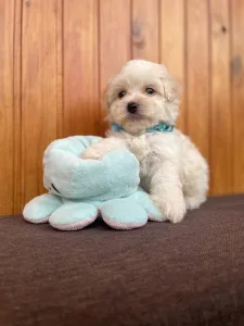 Maltipoo - Bibi