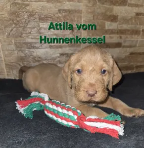 Hungarian Wire-haired Vizsla - Attila Vom Hunnenkessel