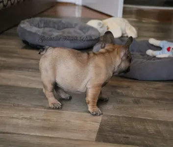 Francia bulldog - Yasmine 