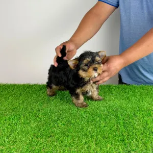 Yorkshire Terrier - Ziggy