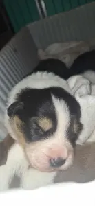 Border Collie - Cayman