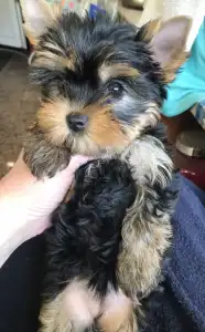 Yorkshire Terrier - Larissa
