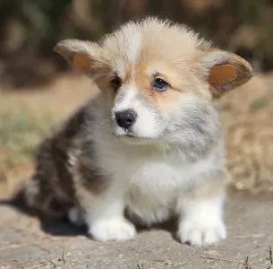 Welsh Corgi Pembroke - Thomas