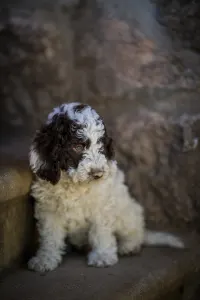 Spanischer Wasserhund - Corvo Rarior Albo