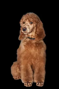 Óriás uszkár - Jasper Nable