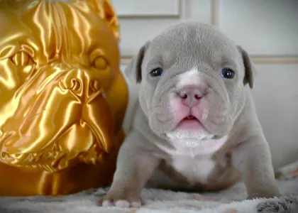 American Bully - Pocket - Peanut