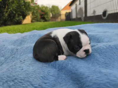 Boston Terrier - Gréty