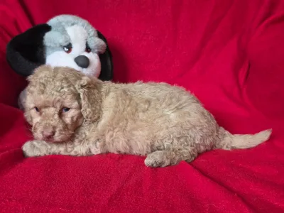 Cavapoo - Mia