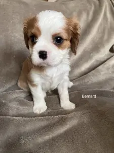 Cavalier King Charles Spaniel - Bernard