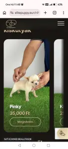 Chihuahua - Pinky