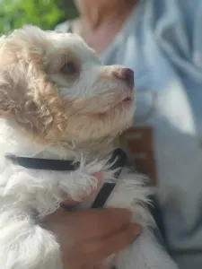 Lagotto Romagnolo - Alfi