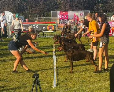 Dobermann - Von Schatten Des Teufels