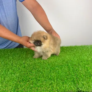Pomeranian - Horace