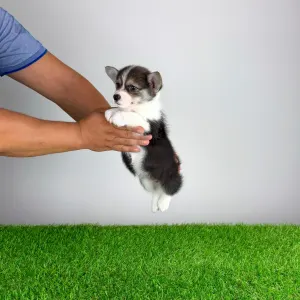 Welsh Corgi Pembroke - Chloe