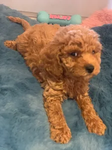 Caniche Nain - Pudel Miniature F
