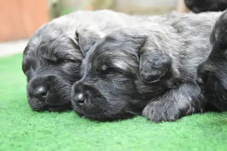 Flanders Cattle Dog - Rózsaszín