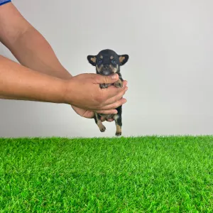 Chihuahua - Luigi