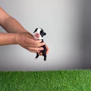 Boston terier - Gingo