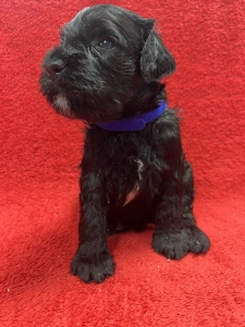 Portuguese Water Dog - Goliáš