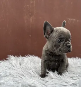 Francouzský buldoček - Léna