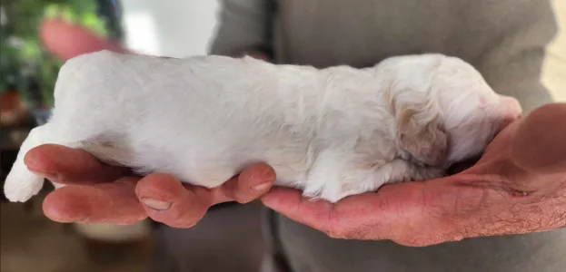 Lagotto Romagnolo - Aisa