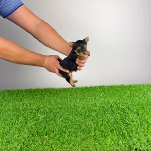 Yorkshire Terrier - Melani