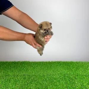 Pomeranian - Rixi