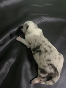 Australian Shepherd - Emily