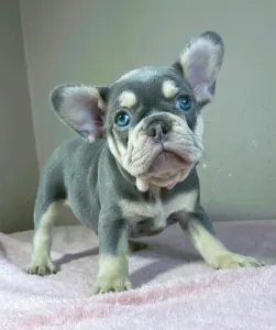 Französische Bulldogge - Kim