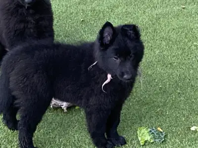 Belgian Shepherd Dog - Gerőcsvári Freya