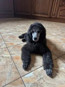 Poodle Standard - Giant Miracles Cronos The Supreme Star Of Destiny