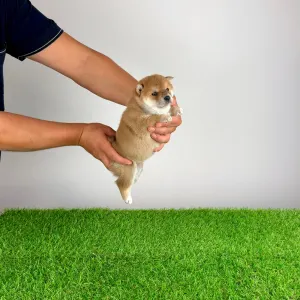 Shiba - Xara