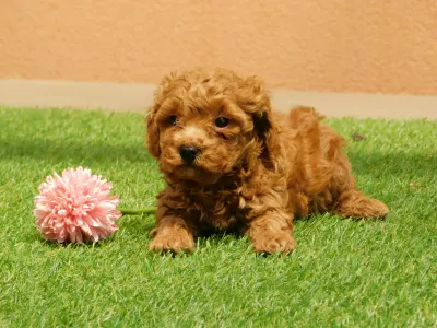 Poodle Miniature - Ada