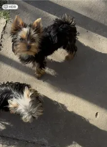 Yorkshire Terrier - Abigél