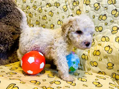 Romagna Water Dog - Zummi Gummi