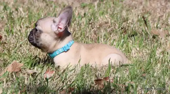 Bouledogue français - Elvis