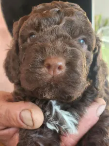 Lagotto Romagnolo - Ági