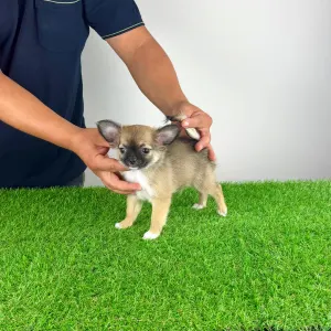 Chihuahua - Kimi