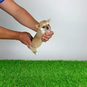 Chihuahua - Esta