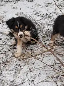 Border Collie - Mimir