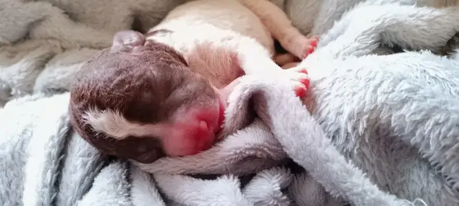 Lagotto Romagnolo - Lagotto Passion Bel Ami Matteo