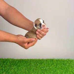 Pembroke Welsh Corgi - Yps