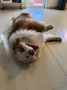 Australský ovčák - Pajti